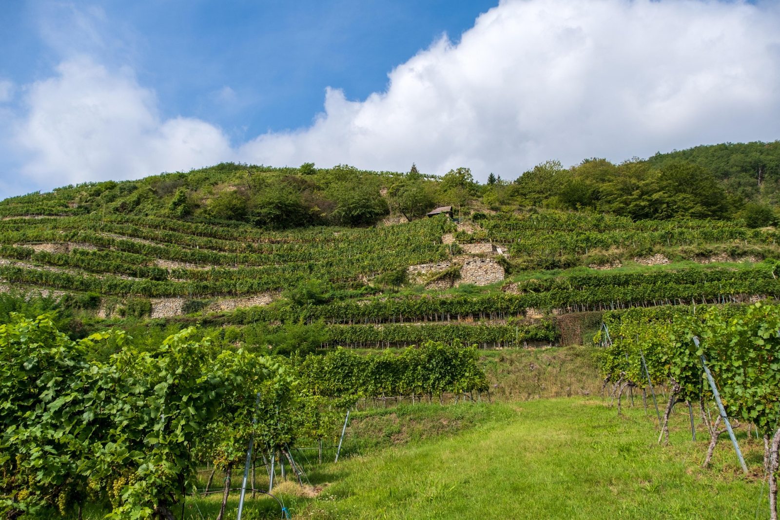 Die Weine der Wachau